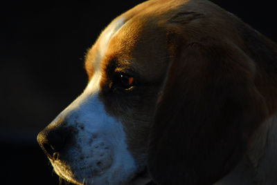 Close-up of dog looking away