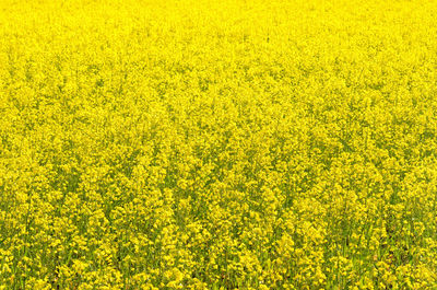 Full frame shot of oilseed rape field