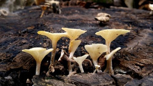 Close-up of mushroom growing on field