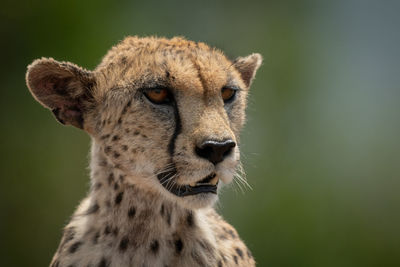 Close-up of female cheetah head and shoulders