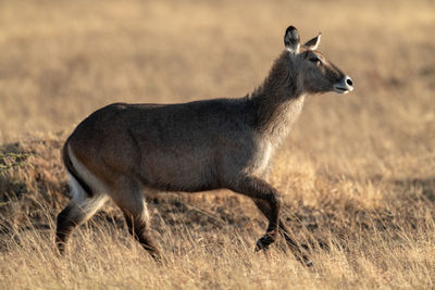 Animal walking on land in forest