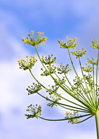 Low angle view of flowering plant against blue sky