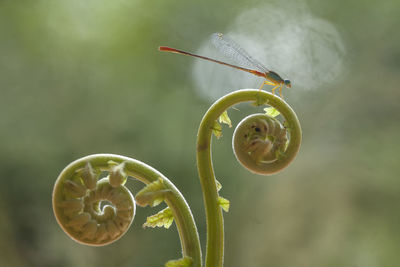 Damselflies on plants