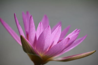 Close-up of pink water lily