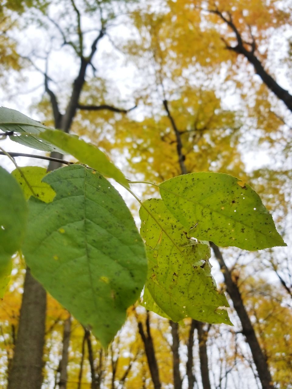 CLOSE-UP OF LEAVES ON PLANT