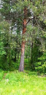 Trees on field in forest