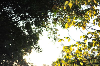 Low angle view of tree against sky