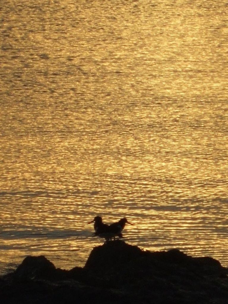 animal themes, animals in the wild, bird, one animal, wildlife, water, sunset, perching, silhouette, nature, beauty in nature, outdoors, sea, rock - object, two animals, no people, lake, high angle view, duck, side view