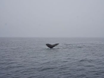 High angle view of tail fin of humpback whale