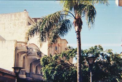 Palm trees and buildings against sky