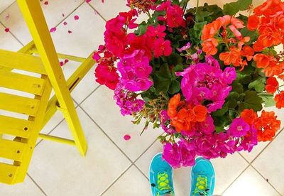 High angle view of pink flowering plants