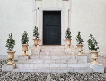 Potted plant against building