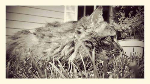 Close-up of dandelion