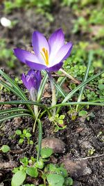 Close-up of purple crocus blooming outdoors