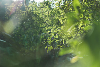 Close-up of leaves on tree