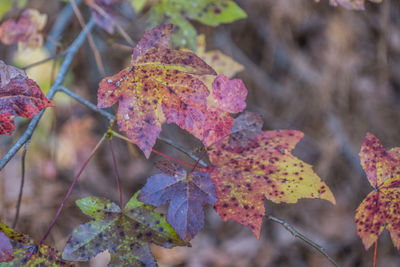 autumn