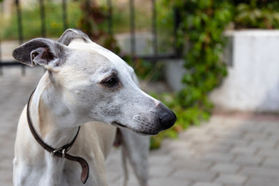 Close-up of dog looking away