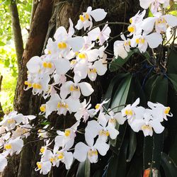 Close-up of white flowers blooming on tree