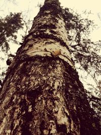 Low angle view of tree trunk