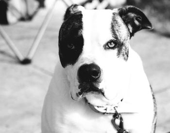 Close-up portrait of dog sitting outdoors