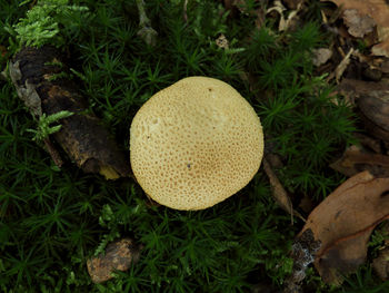 High angle view of mushroom growing on field