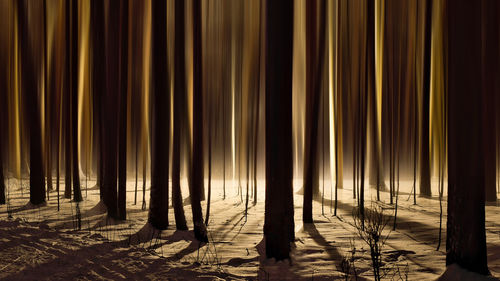 Trees growing on snow covered landscape