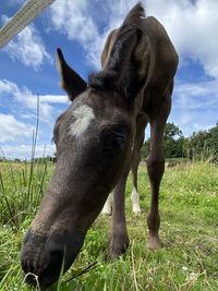 Close-up of a horse on field