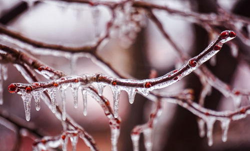 Close-up of frozen plant