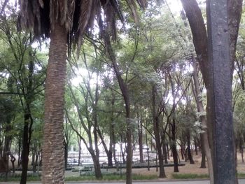 Trees in park