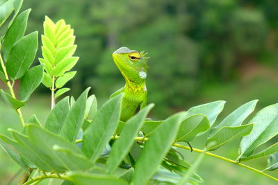 Close-up of a lizard on leaf