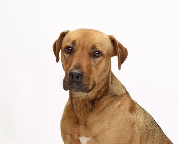 Close-up portrait of a dog over white background