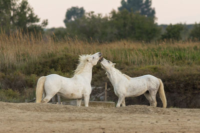 Love between horses