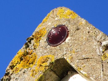 Low angle view of lizard on rock against blue sky