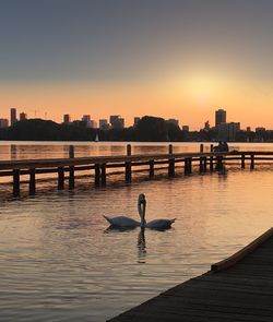 View of seagull at waterfront