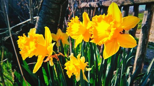 Close-up of yellow flowers blooming outdoors