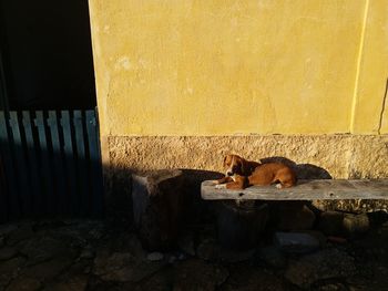 Cat relaxing on wall