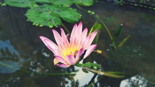 Close-up of pink water lily in lake