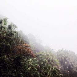 Trees on landscape against sky during foggy weather