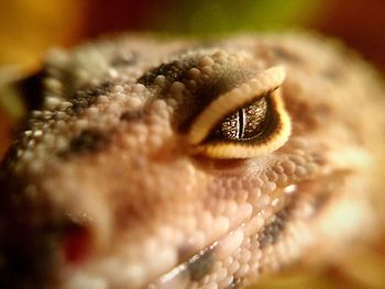 Macro shot of snake