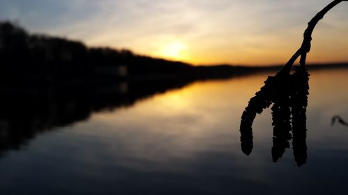 Close-up of silhouette tree by lake against sky during sunset