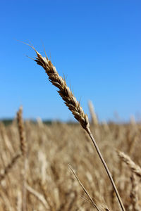 Close-up of stalks in field