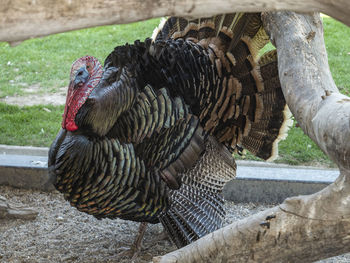 Close-up of bird