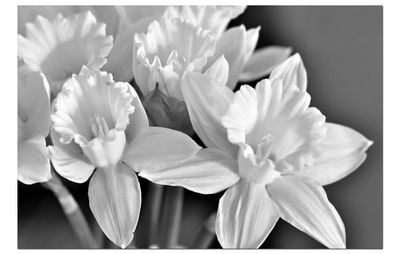 Close-up of white flowering plants