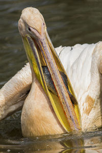 Close-up of pelican by lake