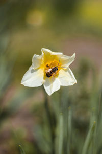 Close-up of bee on flower