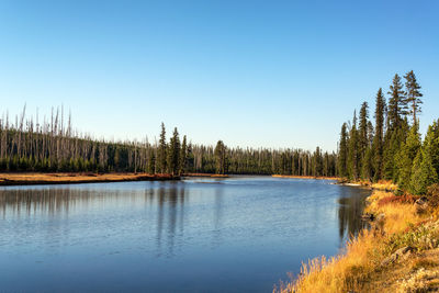 Scenic view of lake in forest against clear blue sky