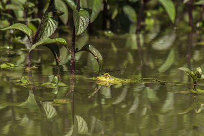 Close-up of insect on a lake