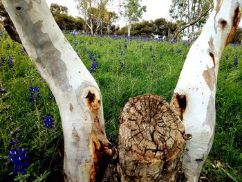 View of animal skull on field