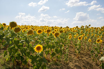 Scenic view of sunflower field against sky