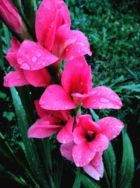 Close-up of wet pink flowers blooming outdoors